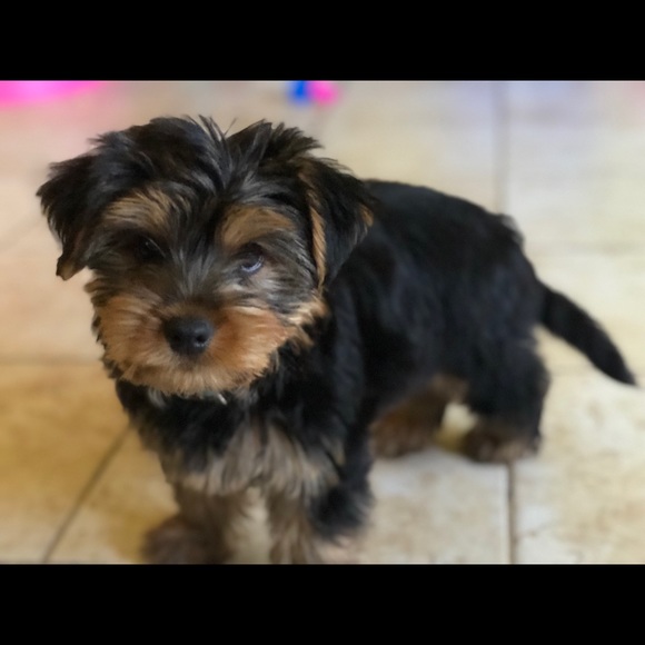 Meet your Posher, Cindy - Picture 1 of 1